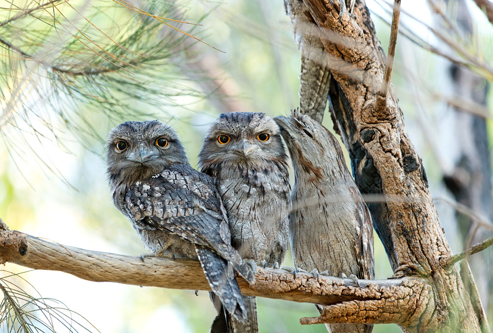 Photo of tawny frogmouth family