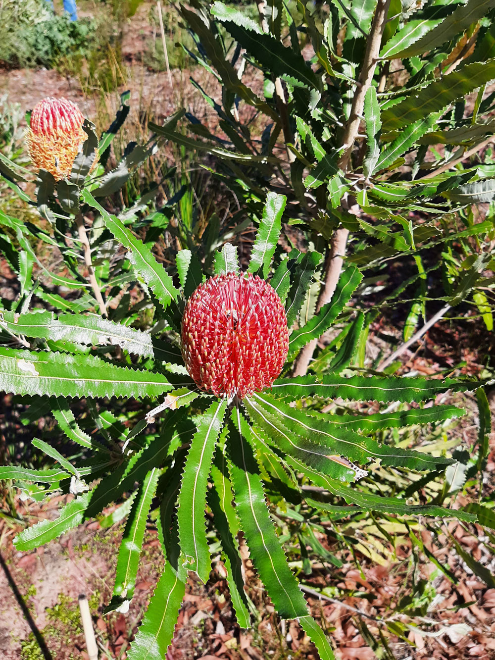 Firewood banksia flower